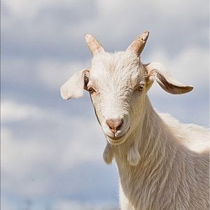 Meet your Posher, Ari